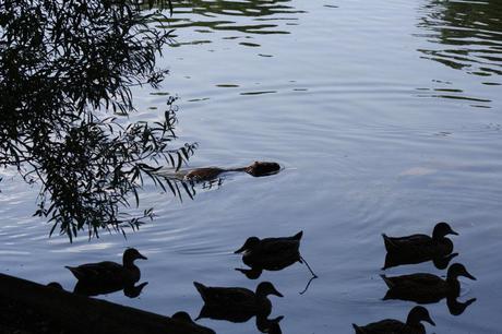 RISPOSTE BREVI MA SCIENTIFICAMENTE ESATTE PER LE DOMANDE SULLA NUTRIA