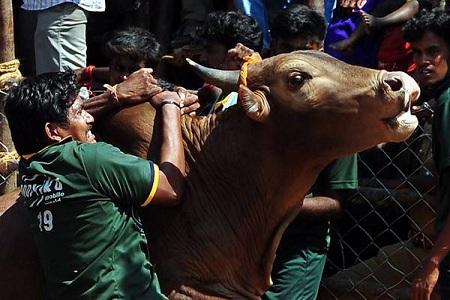 India Festival di domatori di tori 7 Festival di “Domatori di tori” in India! | Foto spassose