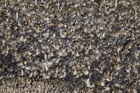 Wildlife Photographer of the Year 2011 a cura del London Natural History Museum e di BBC Wildlife Magazine – Gli scatti più belli della fotografia naturalistica al Forte di Bard, Valle d’Aosta, 28 gennaio – 8 maggio 2012