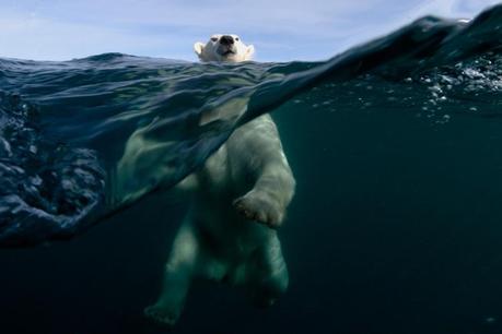 Wildlife Photographer of the Year 2011 a cura del London Natural History Museum e di BBC Wildlife Magazine – Gli scatti più belli della fotografia naturalistica al Forte di Bard, Valle d’Aosta, 28 gennaio – 8 maggio 2012