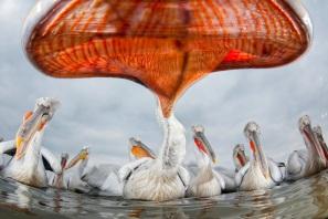 Wildlife Photographer of the Year 2011 a cura del London Natural History Museum e di BBC Wildlife Magazine – Gli scatti più belli della fotografia naturalistica al Forte di Bard, Valle d’Aosta, 28 gennaio – 8 maggio 2012