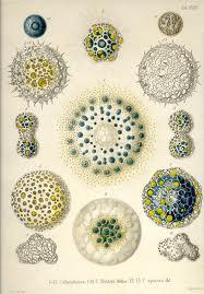 Collezione Radiolarian di Giuliana Mancinelli Bonafaccia -preview.