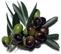 olive gaeta
