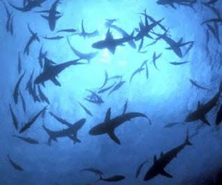 La luce s'intravede; ma attenzione alle immersioni in acque sconosciute. La luce s'intravede; ma attenzione alle immersioni in acque sconosciute.