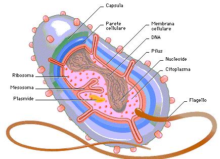 Gli antibiotici