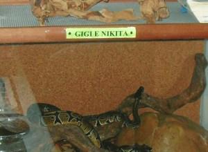 Esclusiva – Roma: Polizia arruola i pitoni Gigi e Nikita. Nessuno, però, è nome in codice: rimossi.
