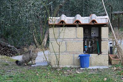 un gatto in amore a Pierino un gatto in amore a Pierino