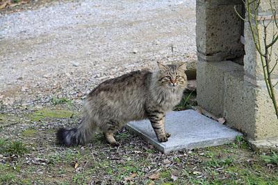 un gatto in amore a Pierino un gatto in amore a Pierino