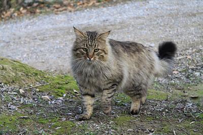 un gatto in amore a Pierino un gatto in amore a Pierino