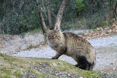 un gatto in amore a Pierino un gatto in amore a Pierino