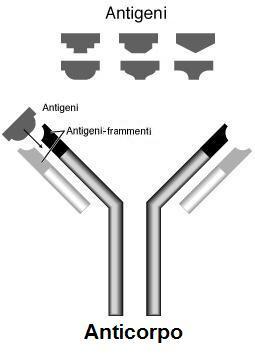 Immunità e malattie infettive