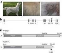 Cani: geneticamente amici per la pelle