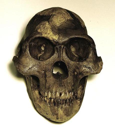 Cosa ci direbbero i fossili umani degli inizi del XXImo secolo?