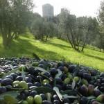 il Campino del Paiolo olio extravergine di oliva Vertine