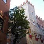 Siena Accademia Chigiana e l'albero di città