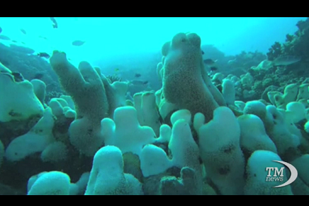 barriera corallina australia Australia “banca dello sperma” salverà la barriera corallina | Video