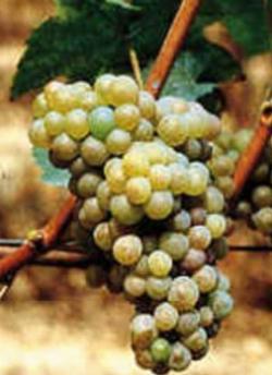 L'uva Arneis