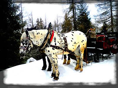 Una passeggiata alla Malga Fuciade / Walking to Fuciade Chalet