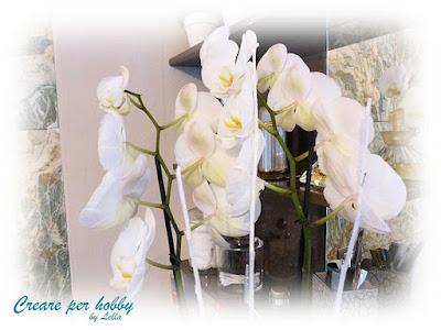 Le mie orchidee Le mie orchidee