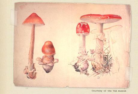 potter fungi