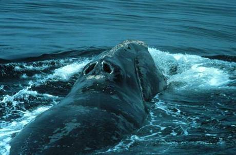 Le balene stressate: troppo rumorosi gli oceani