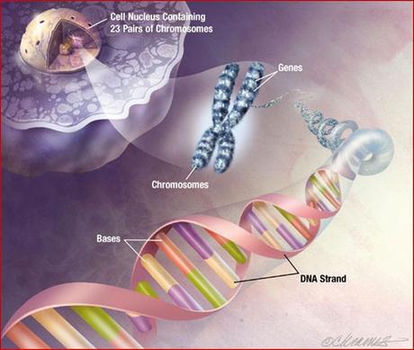 Il DNA e il ciclo vitale di una cellula