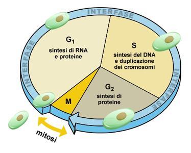 Il DNA e il ciclo vitale di una cellula