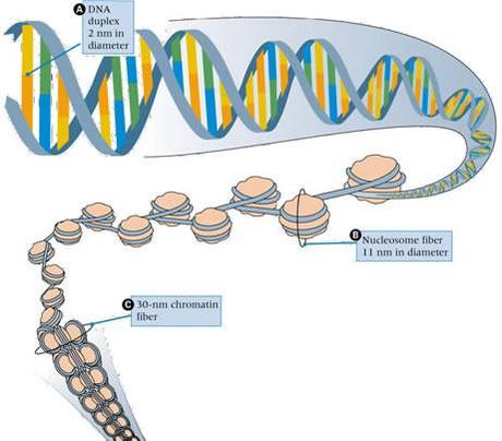 Il DNA e il ciclo vitale di una cellula