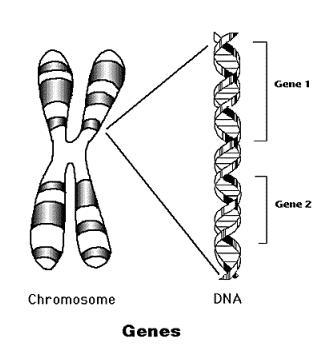 Il DNA e il ciclo vitale di una cellula