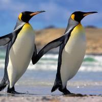 immagini-sfondi-ipad-pinguini