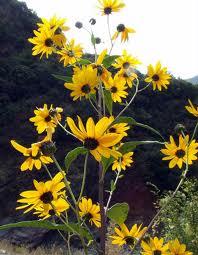 images Il Topinambur