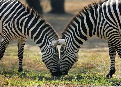 Ecco spiegato perchè la zebra non è a pois