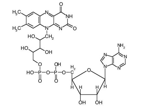 Controllo del ciclo cellulare: complessi ciclina-Cdk