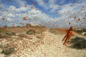 L’invasione degli insetti