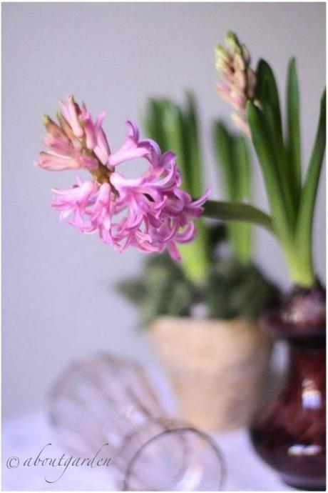 rosa antichi vasi per giacinti: Shabby Chic on Friday