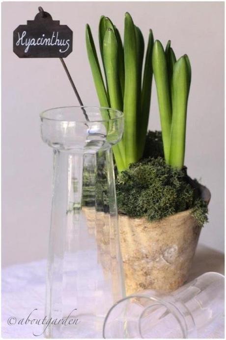 bianco antichi vasi per giacinti: Shabby Chic on Friday