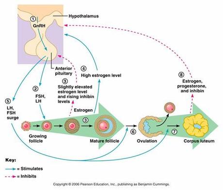 Nascita dei gameti: spermatozoo e ovocellula