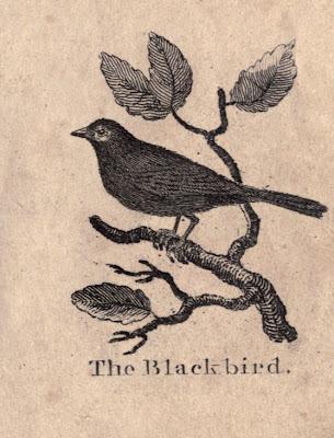 Pillole di Bon Ton Eco: aiutiamo gli uccellini Pillole di Bon Ton Eco: aiutiamo gli uccellini