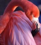 fenicottero rosa pink flamingo
