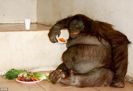 Cutting back on the calories: Orangutan Oshine was kept as a pet in Africa for 13 years before being rescued.