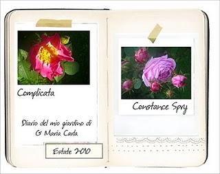 Diario del tuo giardino _ Le rose di Maria Carla