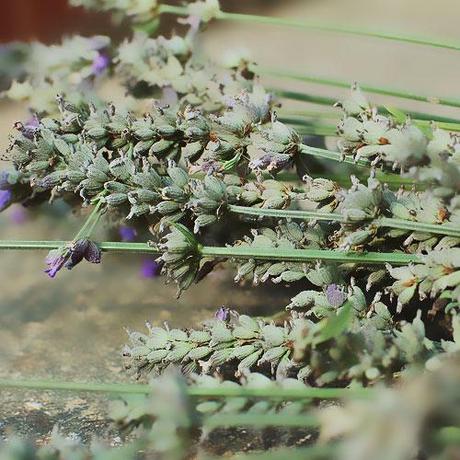 Due consigli per essiccare la lavanda