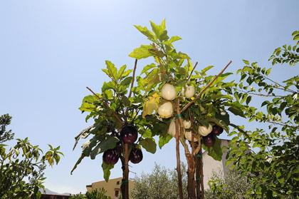 Albero delle melanzane, riuscirò mai ad avere piante così? (meno male che c'è Giuseppe...)