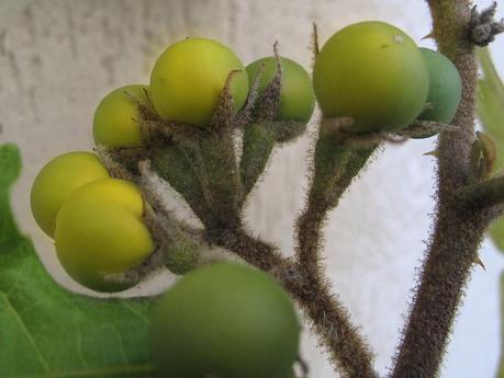 Frutti di Solanum torvum