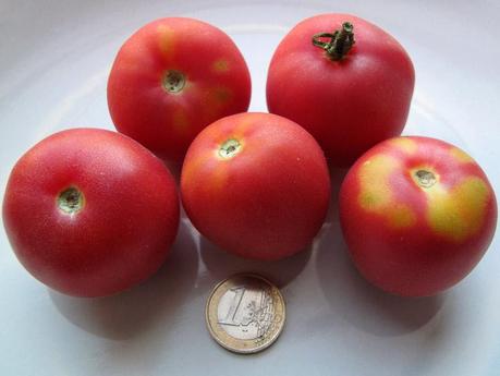 Varietà rare: il pomodoro 
