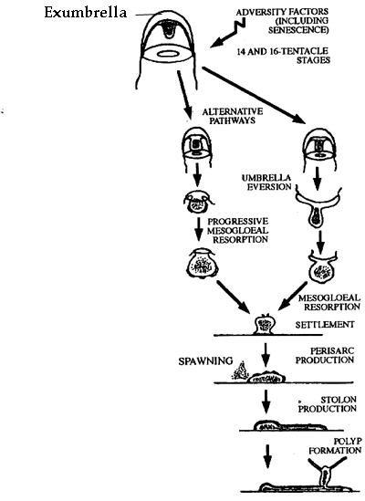 Turritopsis nutricula: la medusa Highlander