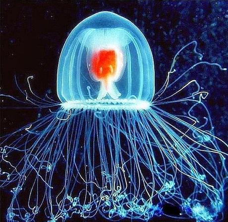 Turritopsis nutricula: la medusa Highlander