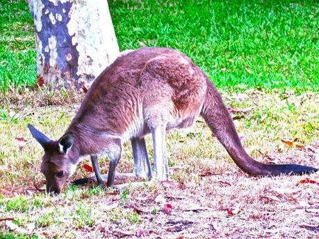 Mille volti in un continente unico. Viaggio in Australia.