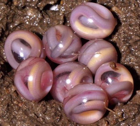 India, scoperta famiglia di anfibi rarissimi India, scoperta famiglia di anfibi rarissimi