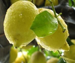 Il limone: cure e rimedi